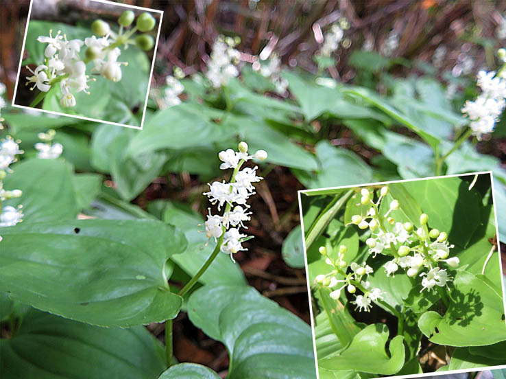 photo5マイヅルソウ群落