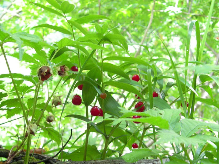 photoタケシマラン