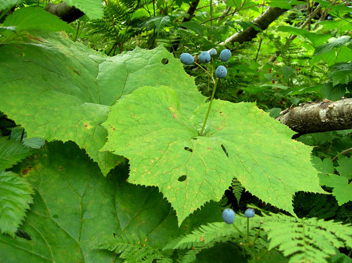 photoサンカヨウ