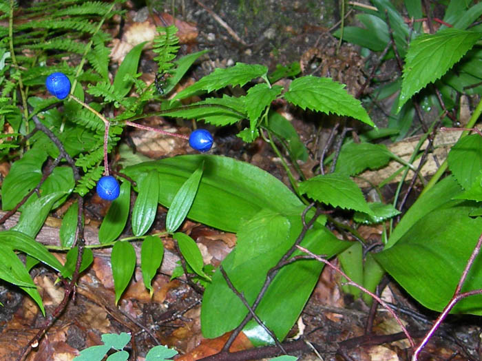 photoツバメオモト