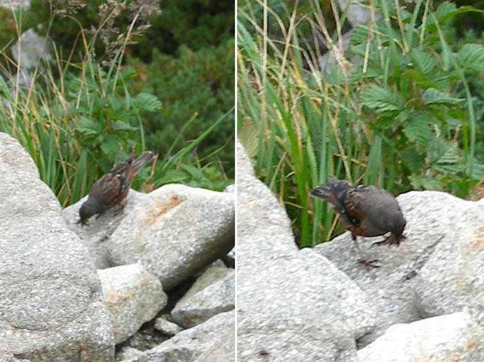 photo20イワヒバリ/涸沢