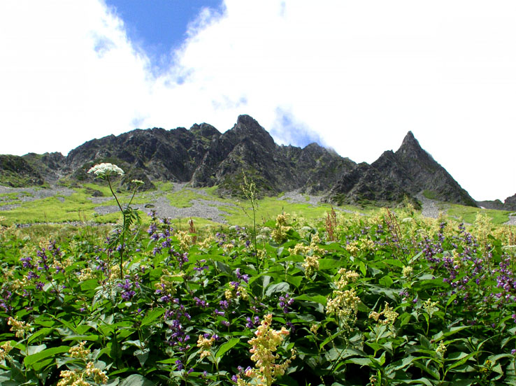photo22涸沢カールのお花畑