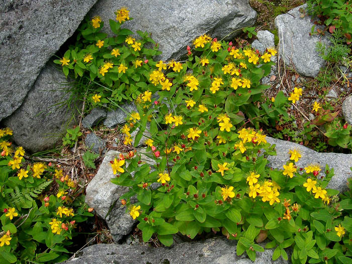 photoシナノオトギリ/ザイテングラード