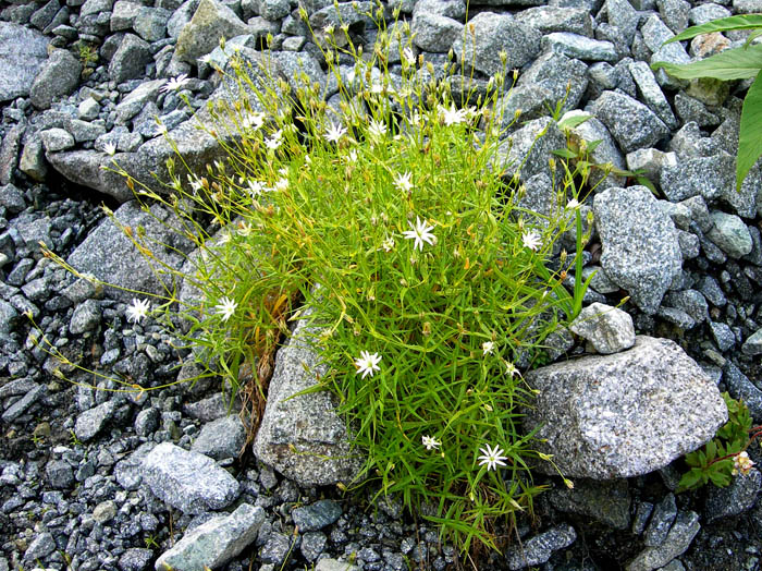 photoイワツメクサ/ザイテングラード