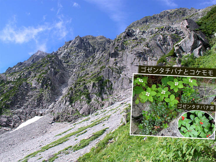 photo52岩壁/涸沢カールとお花畑/ゴゼンタチバナ,コケモモ