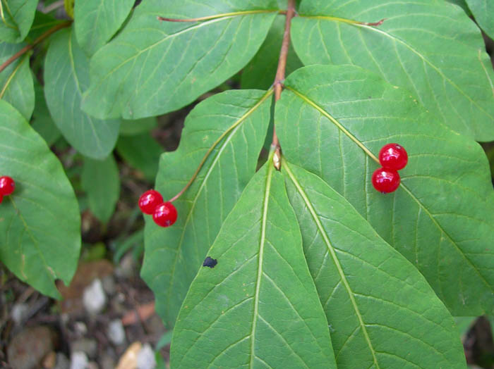 photoオオヒョウタンボク/涸沢