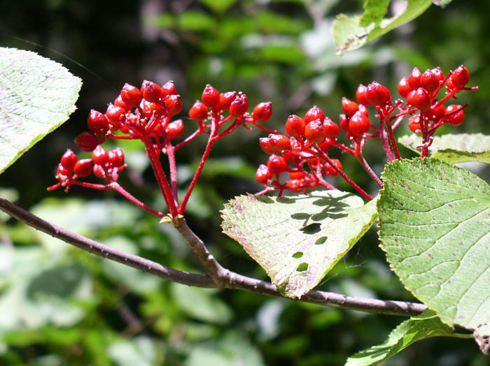 photoムシカリ/涸沢