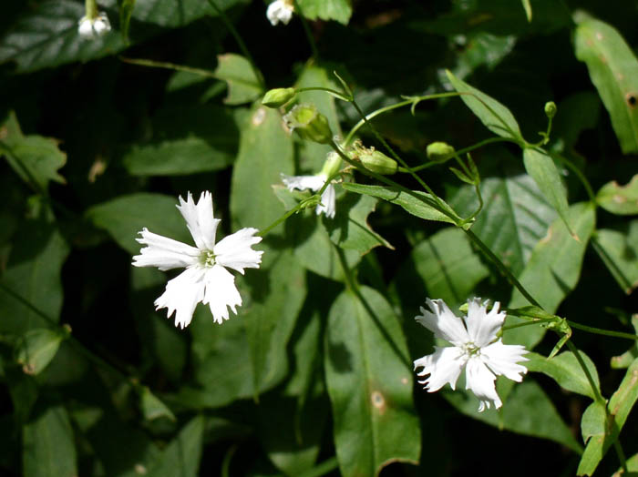 photoセンジュガンピ/上高地