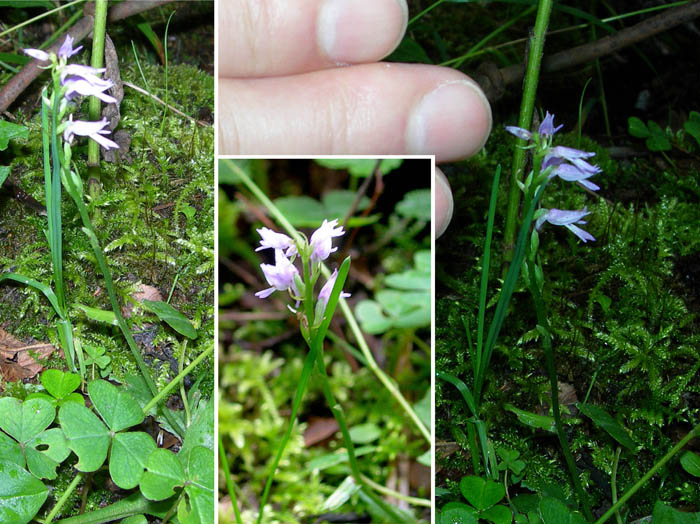 photoミヤマモジズリ/上高地