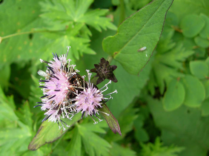 photoクロトウヒレン/上高地