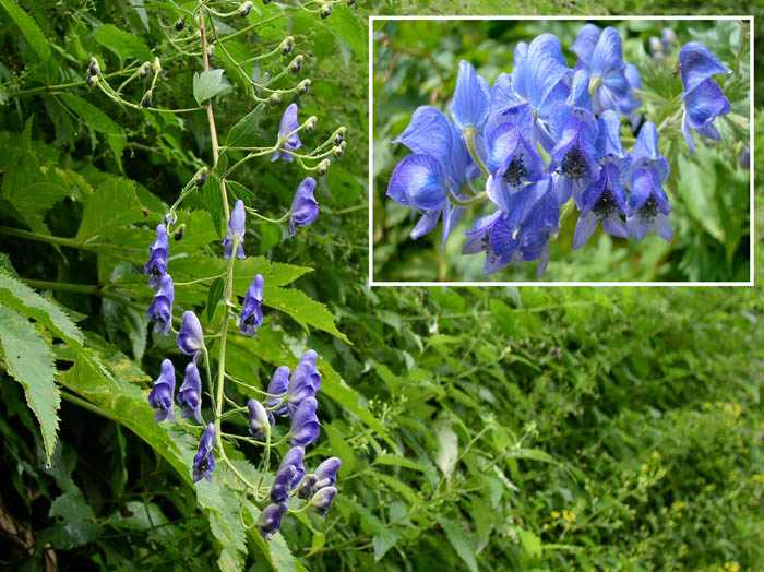 photoヤチトリカブト/上高地