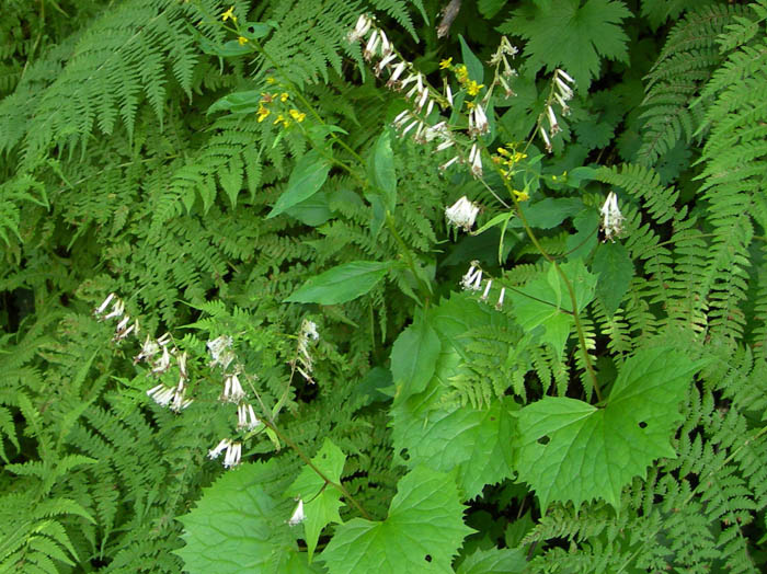 photoカニコウモリ/上高地