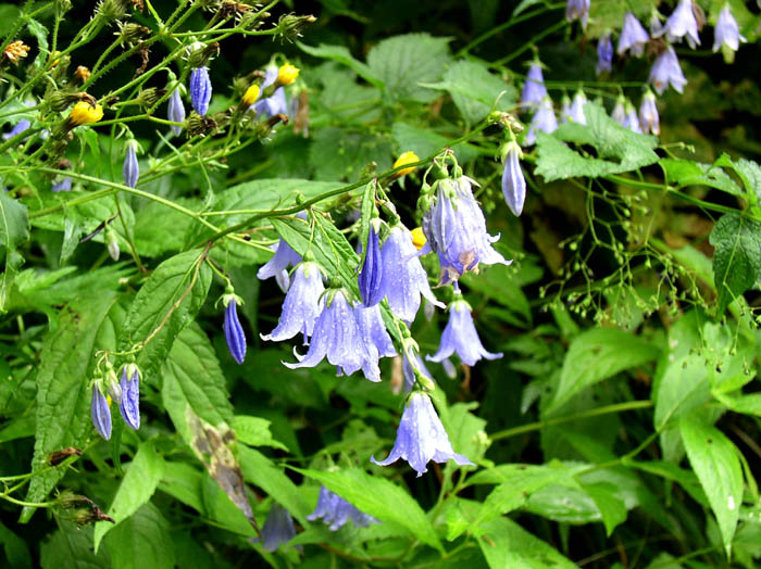 photoソバナ/上高地