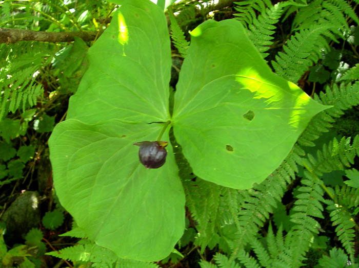 photoエンレイソウ実/上高地