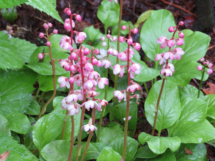 photoベニバナイチヤクソウ