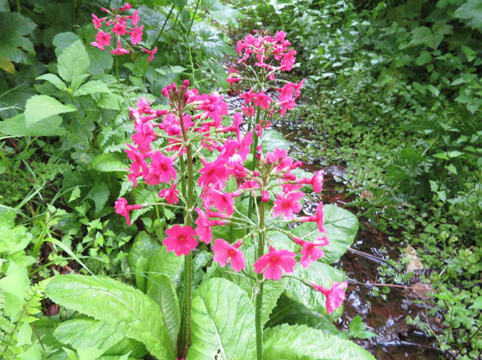 photoクリンソウ