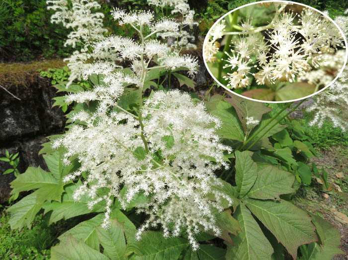 photoヤグルマソウ