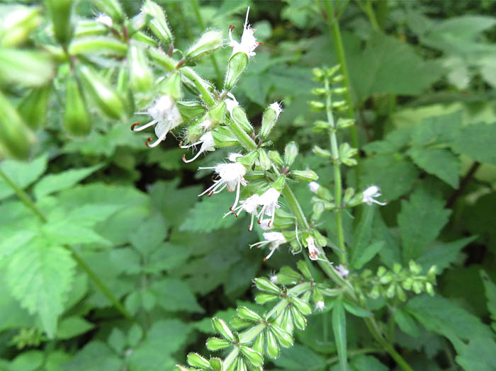 photoミヤマタムラソウ