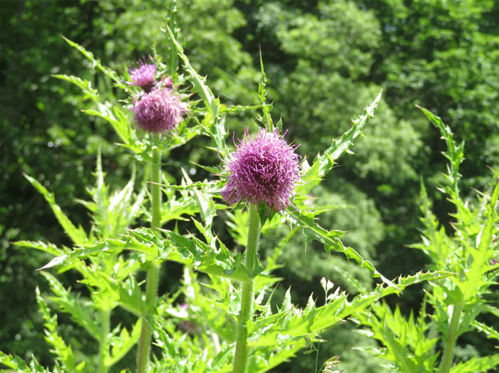 photoアザミ仲間