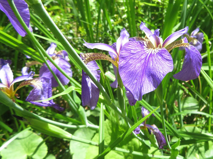 photoヒオウギアヤメ