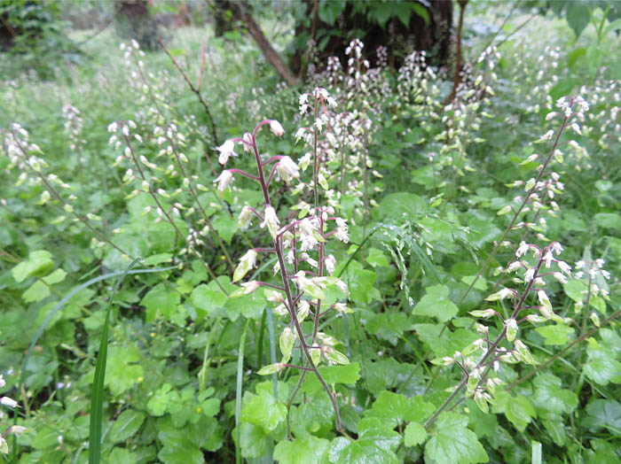 photoズダヤクシュ