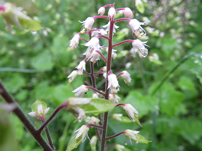 photoズダヤクシュ