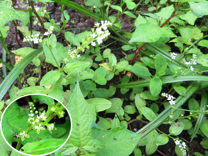 photoコシジタビラコ