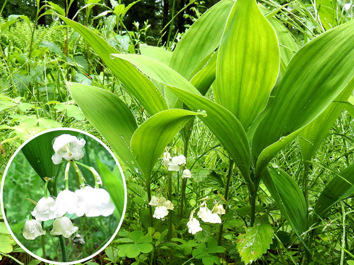 photo2ニホンスズラン