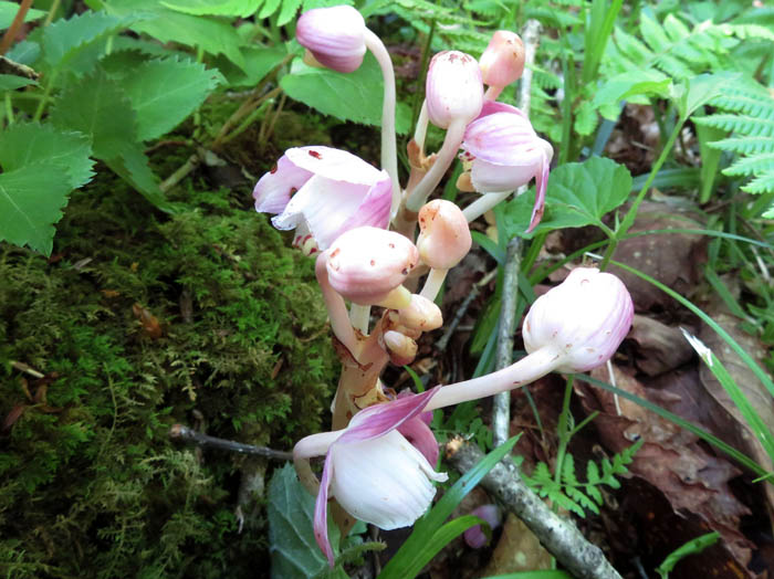 photoショウキラン