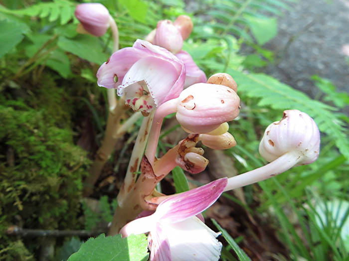 photoショウキラン