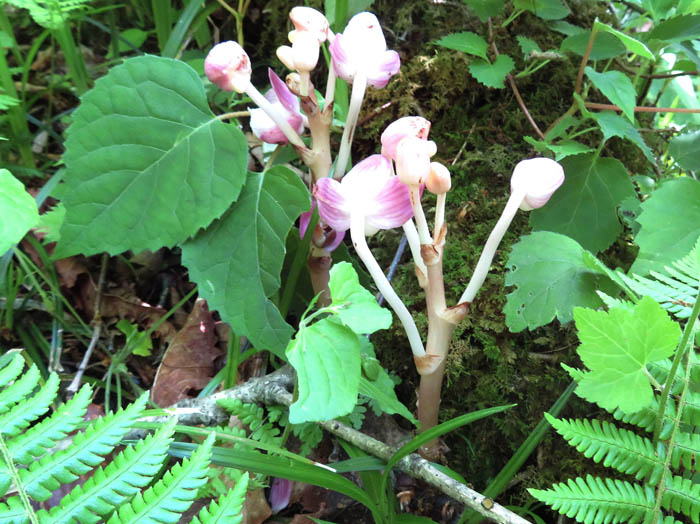 photoショウキラン