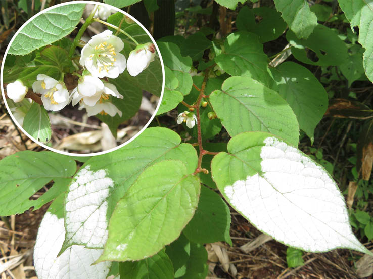 photo11ミヤママタタビ