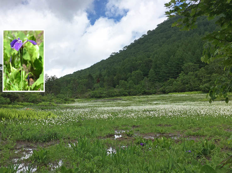 photo12ワタスゲとヒオウギアヤメ