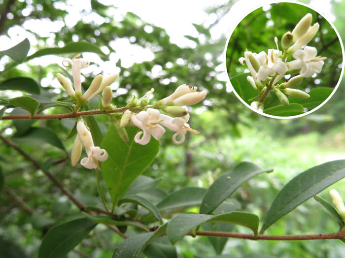 photo2雄しべが長いミヤマイボタ