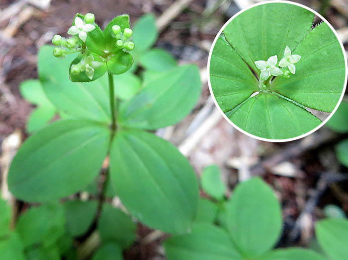 photoエゾノヨツバムグラ