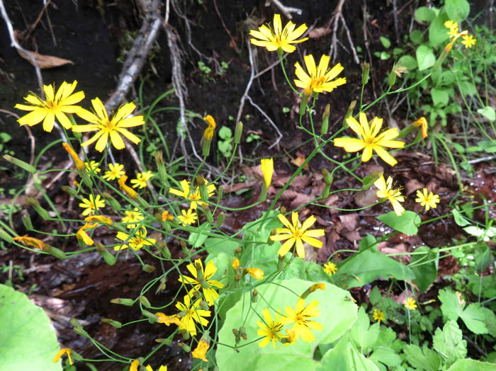 photoハナニガナ