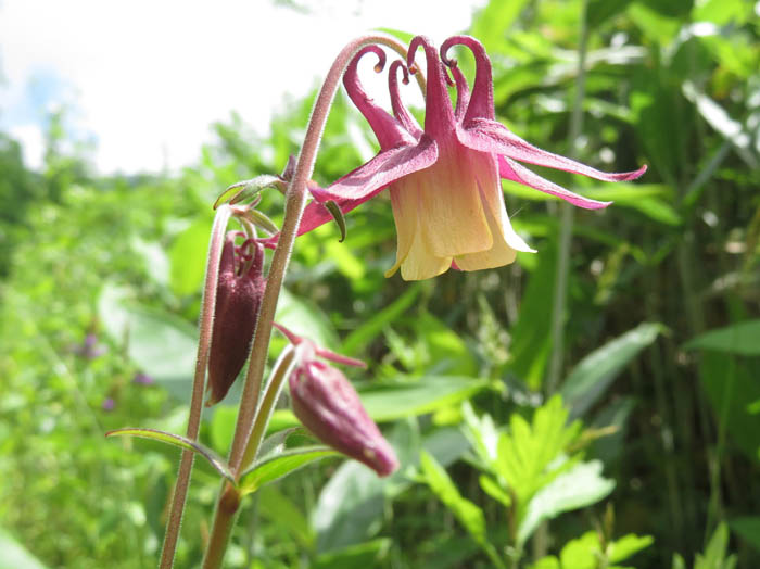 photoミヤマオダマキ