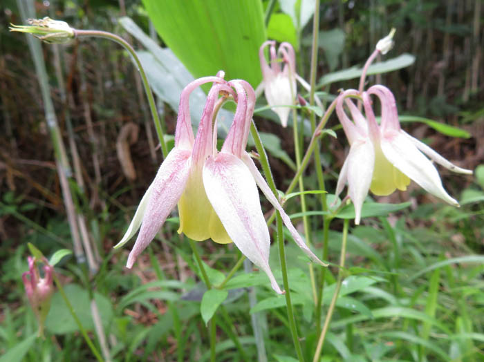 photoミヤマオダマキ