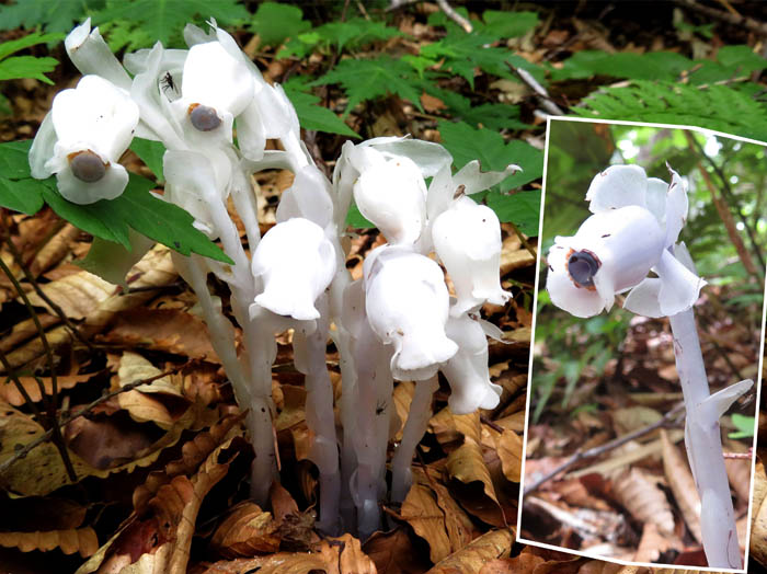 photoギンリョウソウ