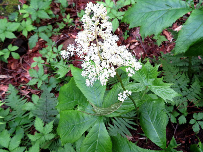 photoヤグルマソウ