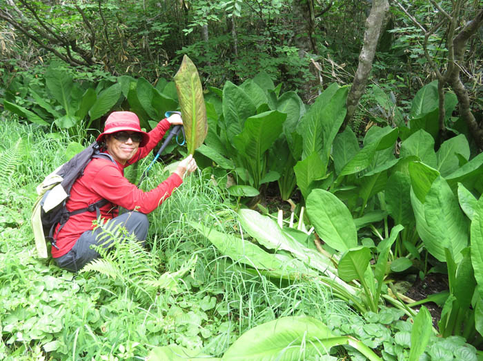 photo大きなミズバショウの葉