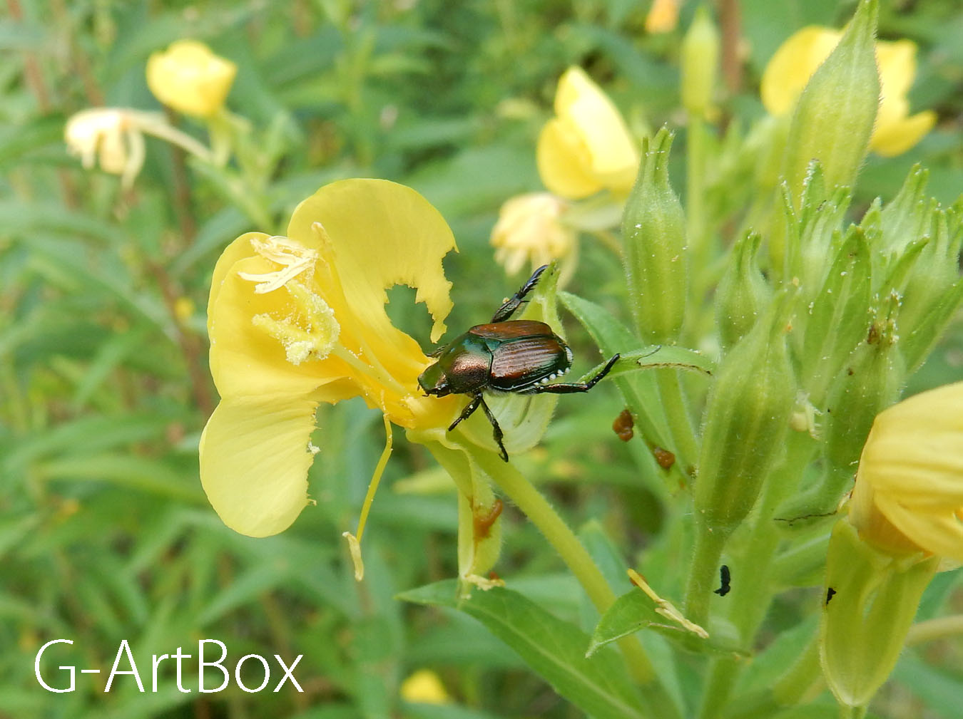 photo・メマツヨイグサの花を虫が食べる