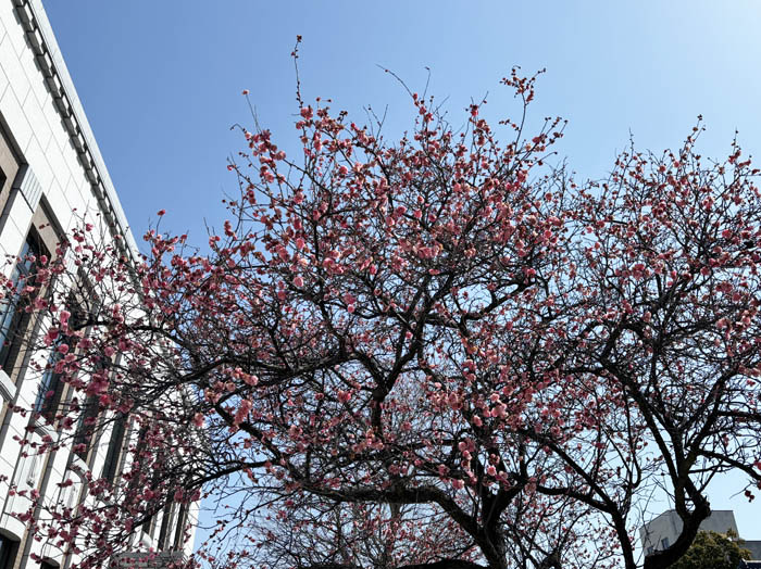 紅梅・長野市