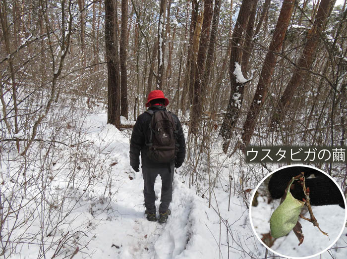 photo：雪深い森の中を下る：地附山