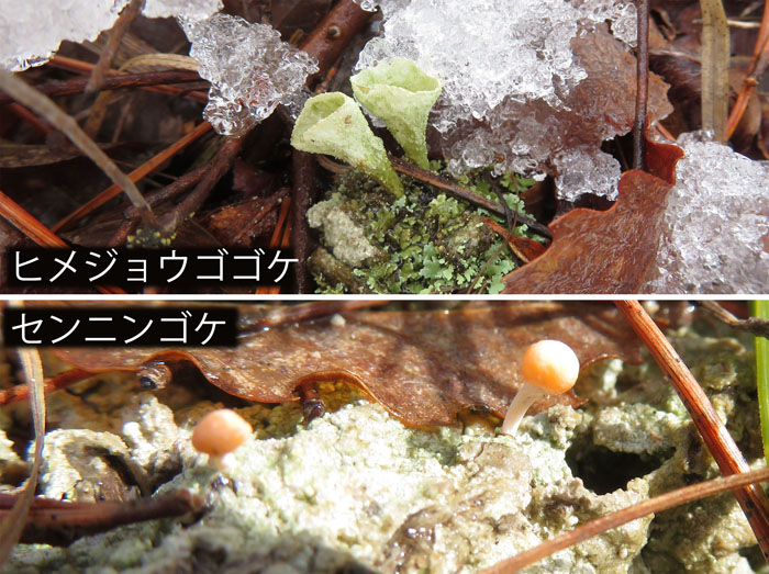 photo：ヒメジョウゴゴケ,センニンゴケ：地附山