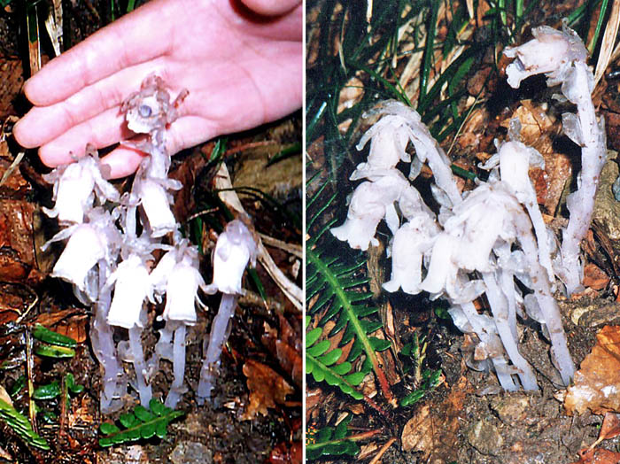 photo15ギンリョウソウ