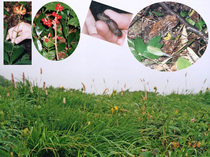 photo24カエルにも会った白神岳