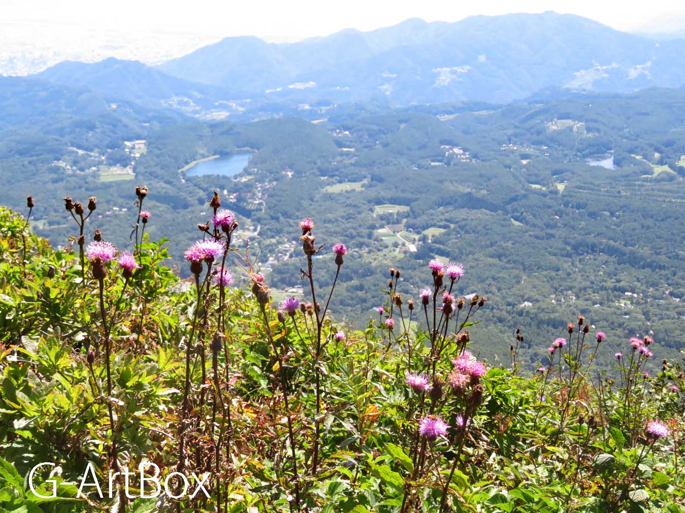 photo・山頂直下の御花畑