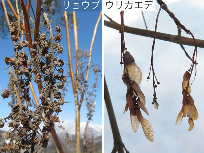photo：樹上に残る木の実,リョウブ,ウリハダカエデ：地附山