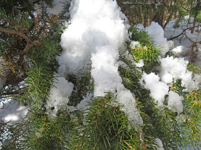 photo：ネズミサシに乗る重そうな雪：地附山